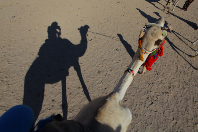 Camel ride Hurghada